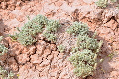 Atriplex corrugata