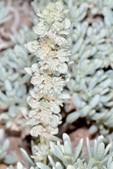 Atriplex corrugata
