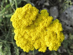 Achillea clypeolata