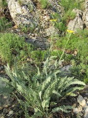 Achillea clypeolata