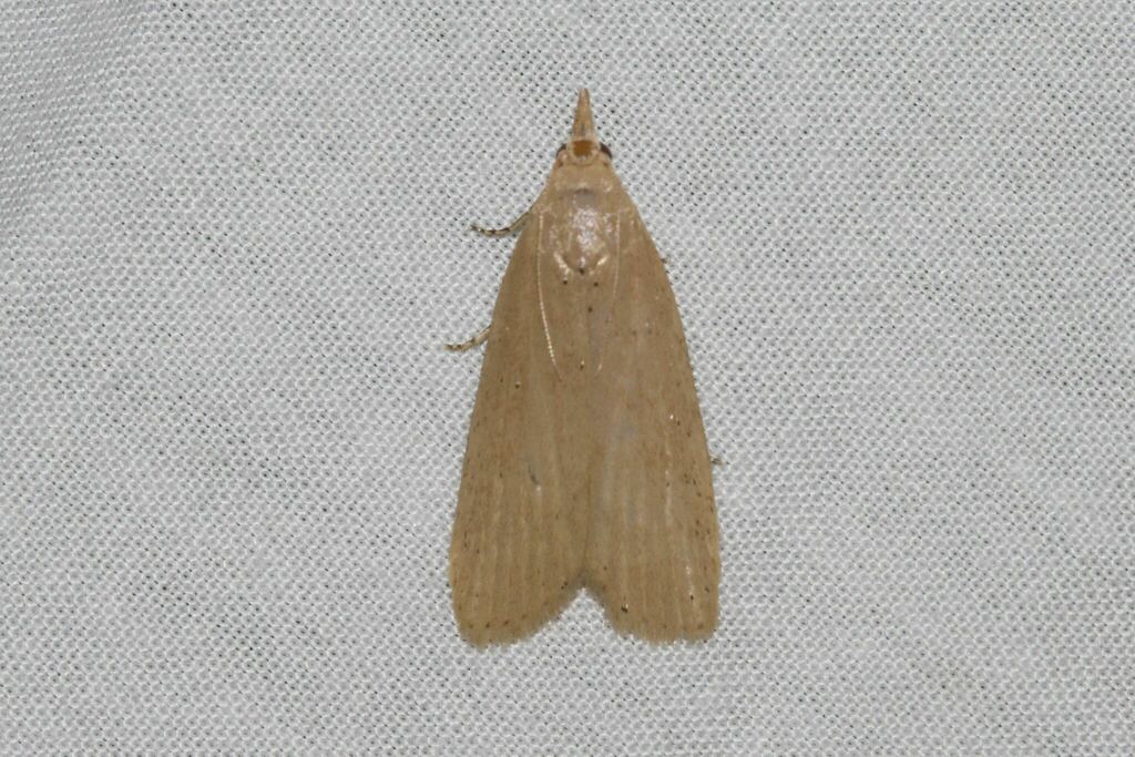 Lamoria pachylepidella