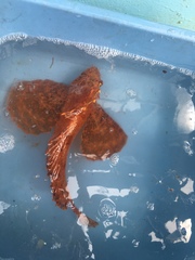 Crested Sculpin photo 3