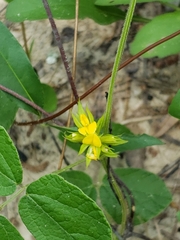 Rhynchosia difformis