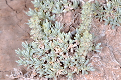 Atriplex corrugata