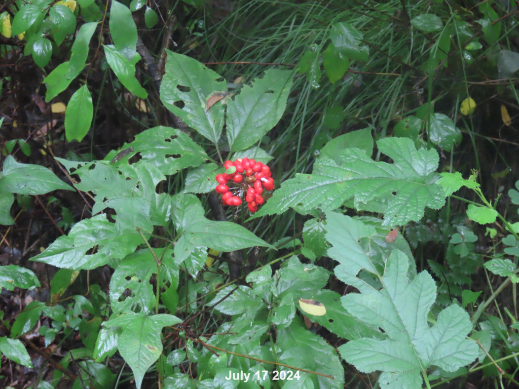 Foto de Ginseng