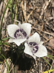 Calochortus elegans