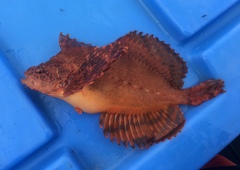 Crested Sculpin photo 2