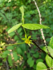 Rhynchosia difformis