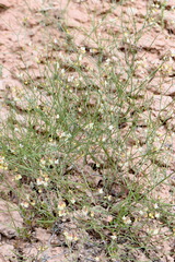 Astragalus convallarius