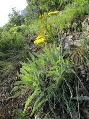 Achillea clypeolata