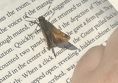 Hobomok Skipper