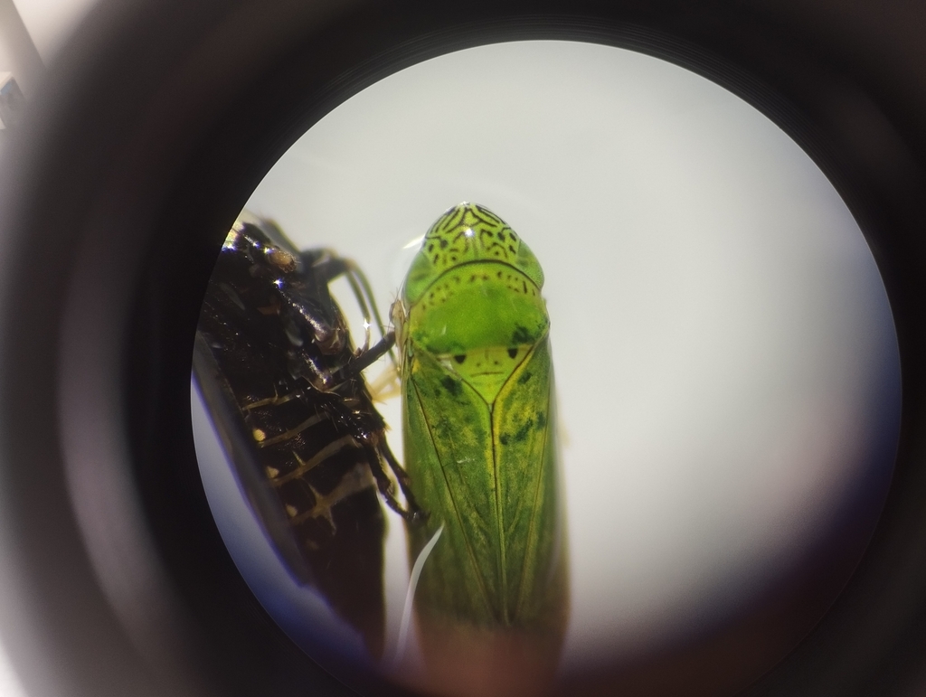 Common Green Leafhopper from Armenia, Quindío, Colombia on July 16 ...