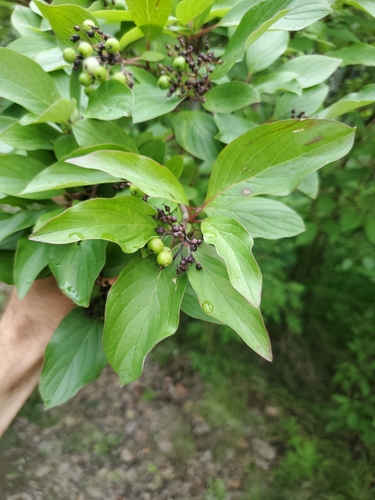 red osier dogwood