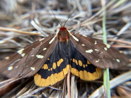 St. Lawrence Tiger Moth photo 4