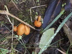 Macrocystidia reducta