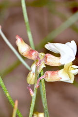 Astragalus convallarius