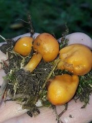 Macrocystidia reducta