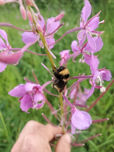 McKay's Western Bumble Bee