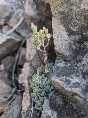Sanhedrin stonecrop (Sedum sanhedrinum)