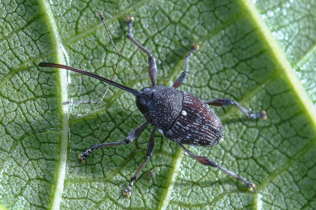 Nut and Acorn Weevils from 中国浙江省杭州市西湖区 on July 12, 2024 at 03:32 PM by ...