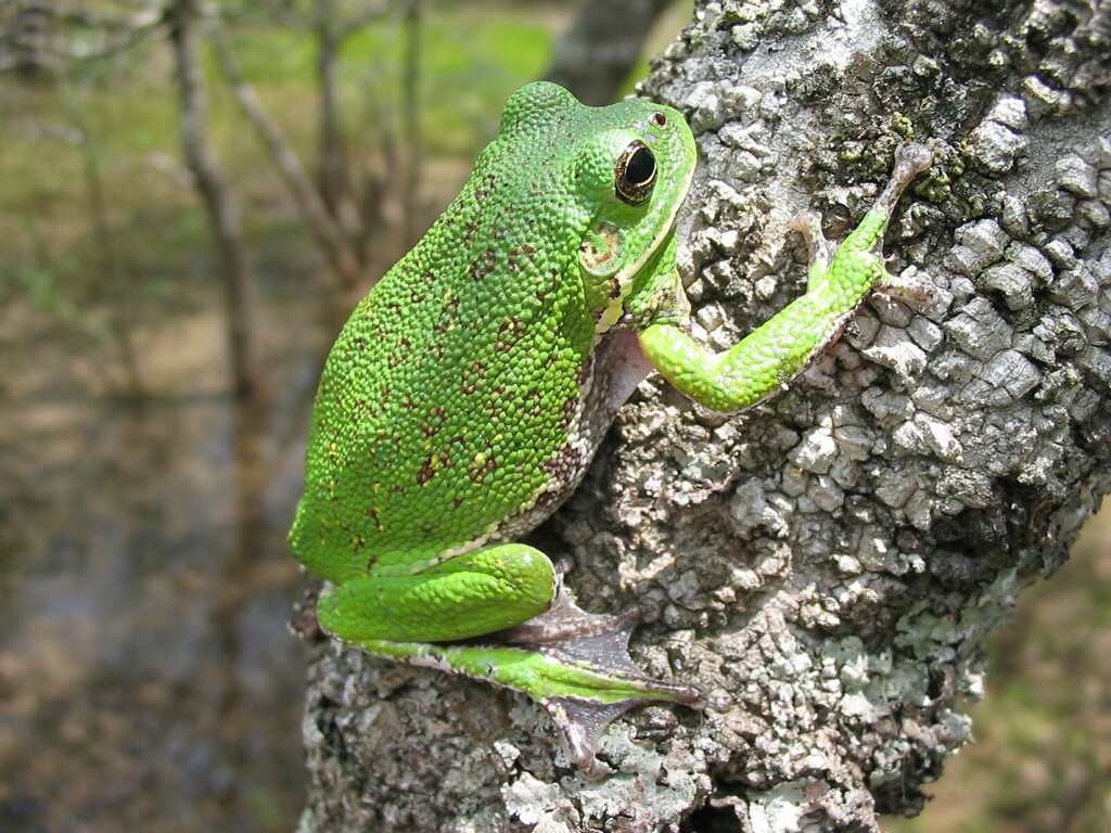 Barking Treefrog from Covington County, AL, USA on May 14, 2004 at 11: ...