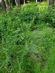 Rhynchosia cytisoides