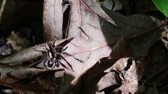 Schizocosa crassipes