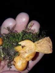 Macrocystidia reducta