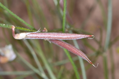Astragalus convallarius