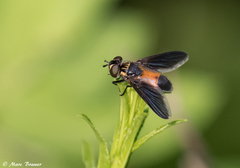 Galactomyia