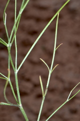 Astragalus convallarius