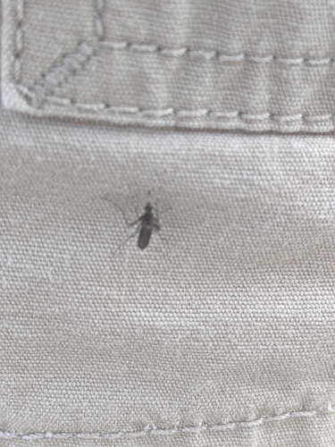 Dark Ricefield Mosquito photo 4