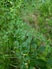 Rhynchosia cytisoides