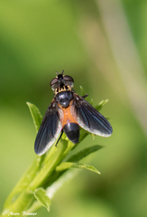 Galactomyia