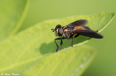 Galactomyia
