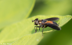Galactomyia