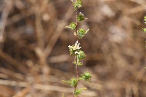 Fremont's Western Rosinweed (Calycadenia fremontii)