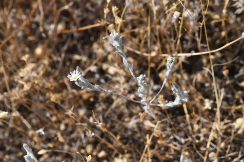 wand lessingia (Lessingia virgata)