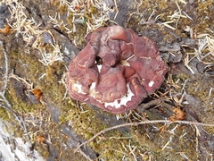 Gyromitra esculenta