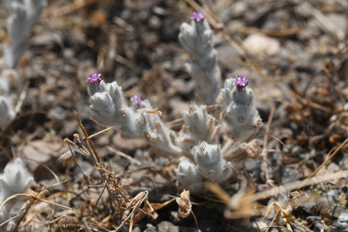 dwarf lessingia (Lessingia nana)