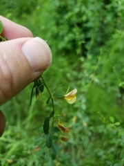 Rhynchosia cytisoides