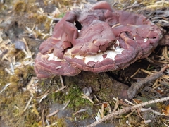 Gyromitra esculenta