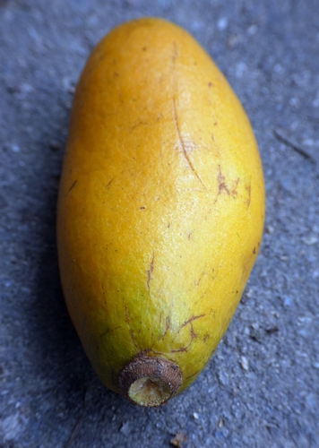 Endiandra microneura observed 2024-07-17