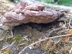 Gyromitra esculenta