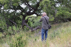 Quercus × macdonaldii