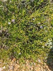 Scaevola cunninghamii, photograph (c) Belinda Forbes, some rights reserved (CC BY)