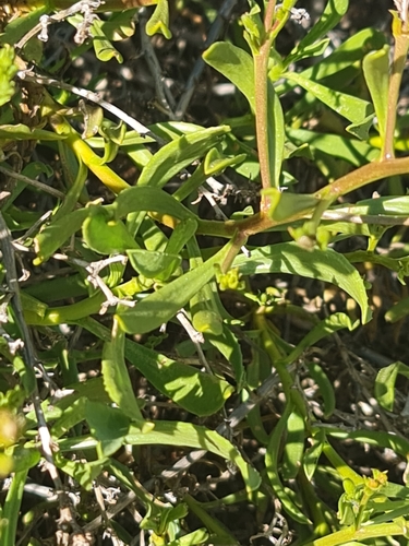 Scaevola cunninghamii, photograph 5