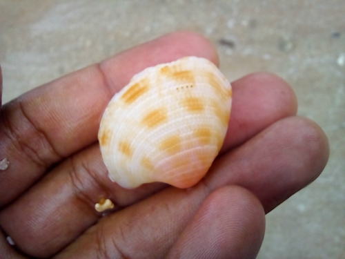 Antigona lamellaris observed 2024-07-16