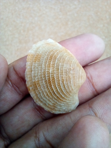 Antigona lamellaris observed 2024-07-16