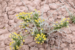 Tetradymia spinosa